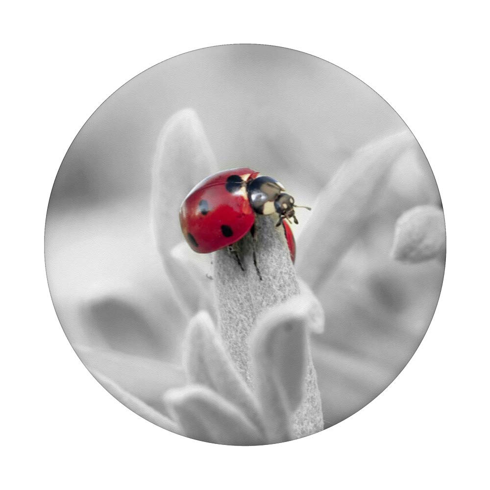 Ladybug Red Ladybird Beetle Phone Grip - Swappable PopSocket for iPhone, Samsung & Tablets - Perfect Gift for Nature Lovers & Phone Accessories