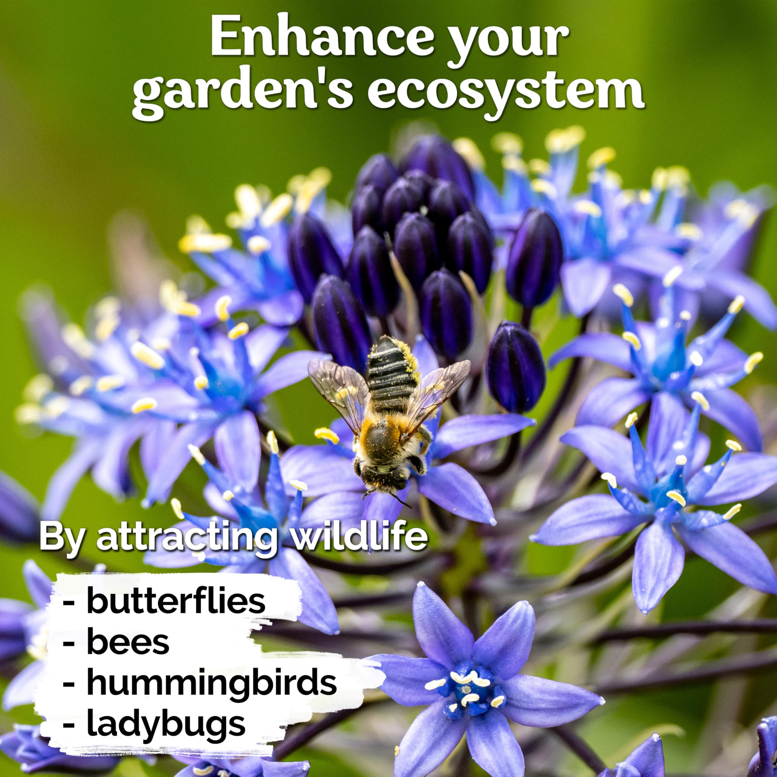 KVITER 50 Blue Lily of The Nile Seeds (Agapanthus Orientalis) – African Lily Flower Seeds for Planting – Heirloom Perennial Seeds – Grow Indoors/Outdoors in Gardens & Containers – Perfect for Landscaping, Borders & Cut Flower Arrangements
