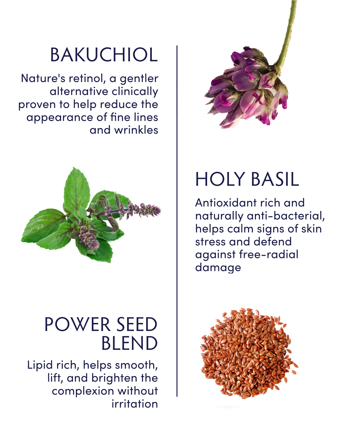 Holy Basil & Bakuchiol Anti-Aging Night Oil for Glowing Skin - Natural Face Serum for Wrinkles & Fine Lines, Perfect for Nighttime Skincare Routine