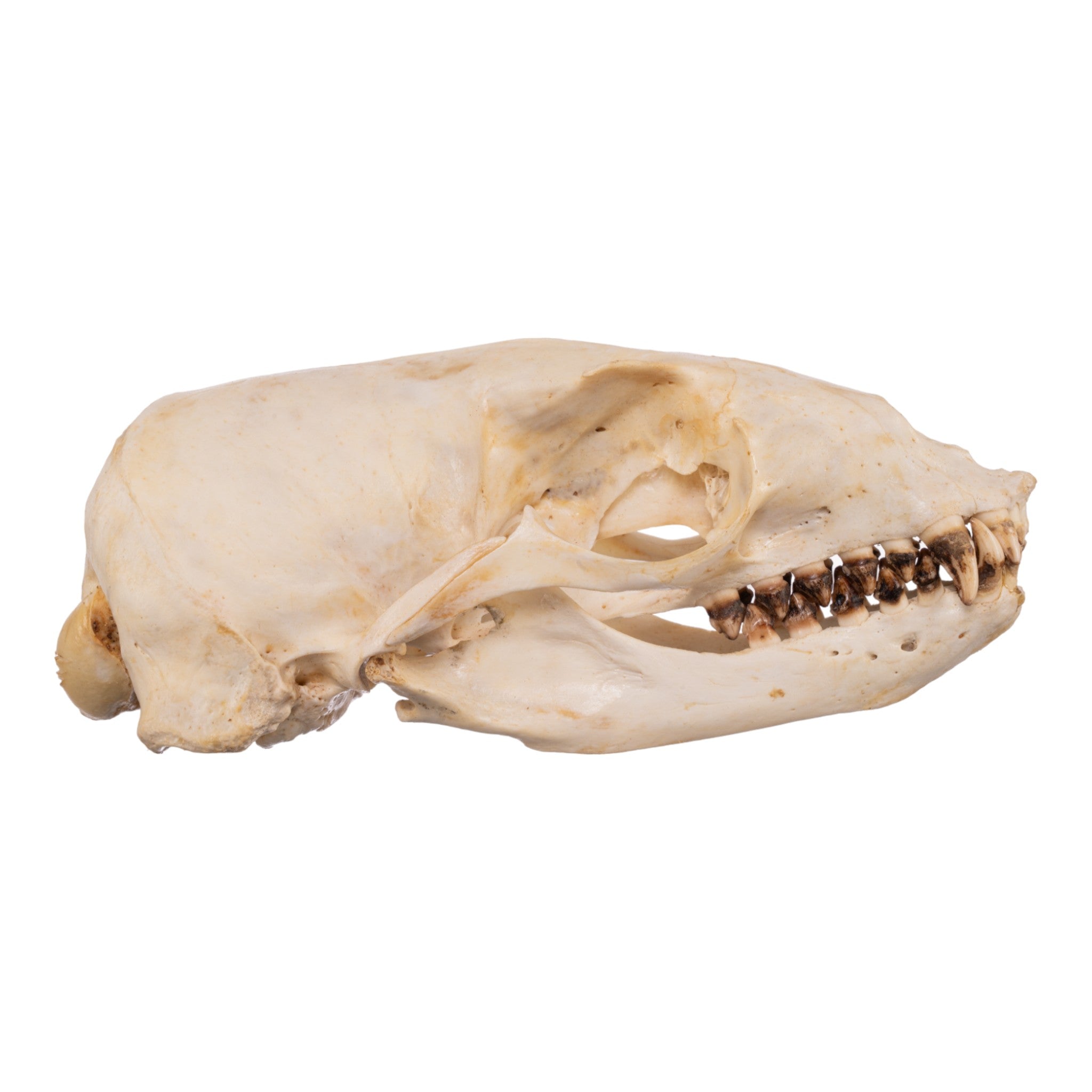 Authentic Female Sea Lion Skull - Rare Marine Mammal Specimen for Taxidermy, Science Education & Gothic Decor