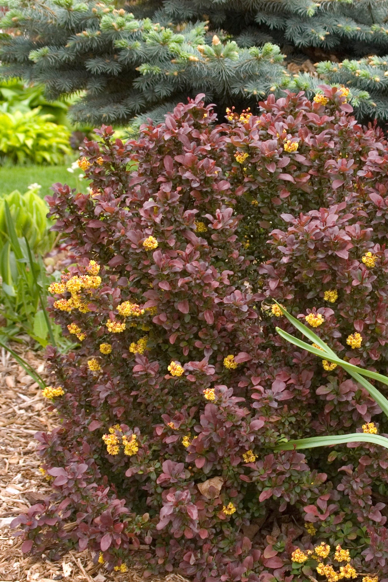 Concorde Japanese Barberry (Berberis thunbergii) #2 Size - Compact Deciduous Shrub for Landscaping, Hedge Borders & Garden Accents
