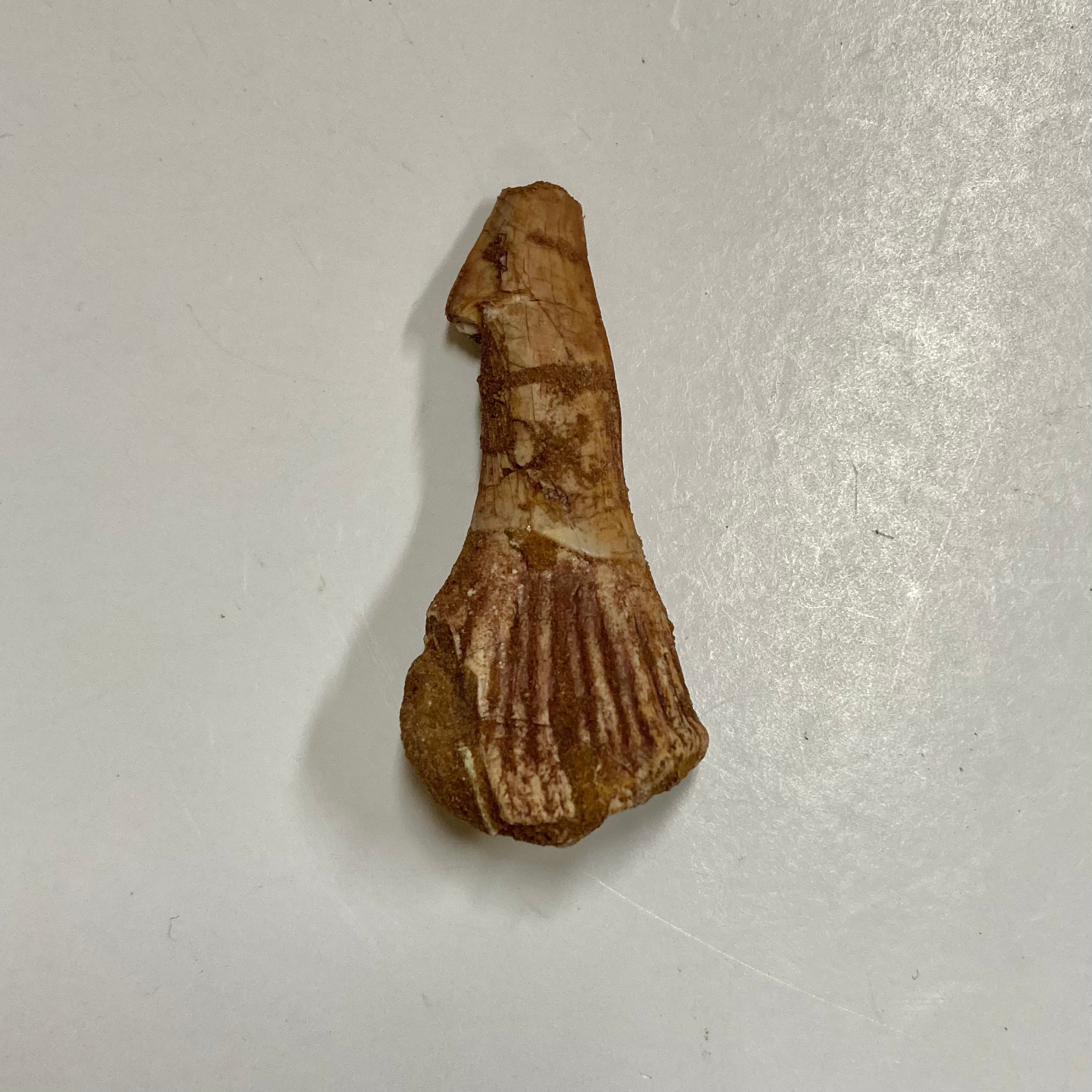 Sawfish Rostral Tooth - Genuine Fossil Collectible for Marine Enthusiasts & Science Education | Perfect for Home Decor, Classroom Display, and Unique Gift Ideas
