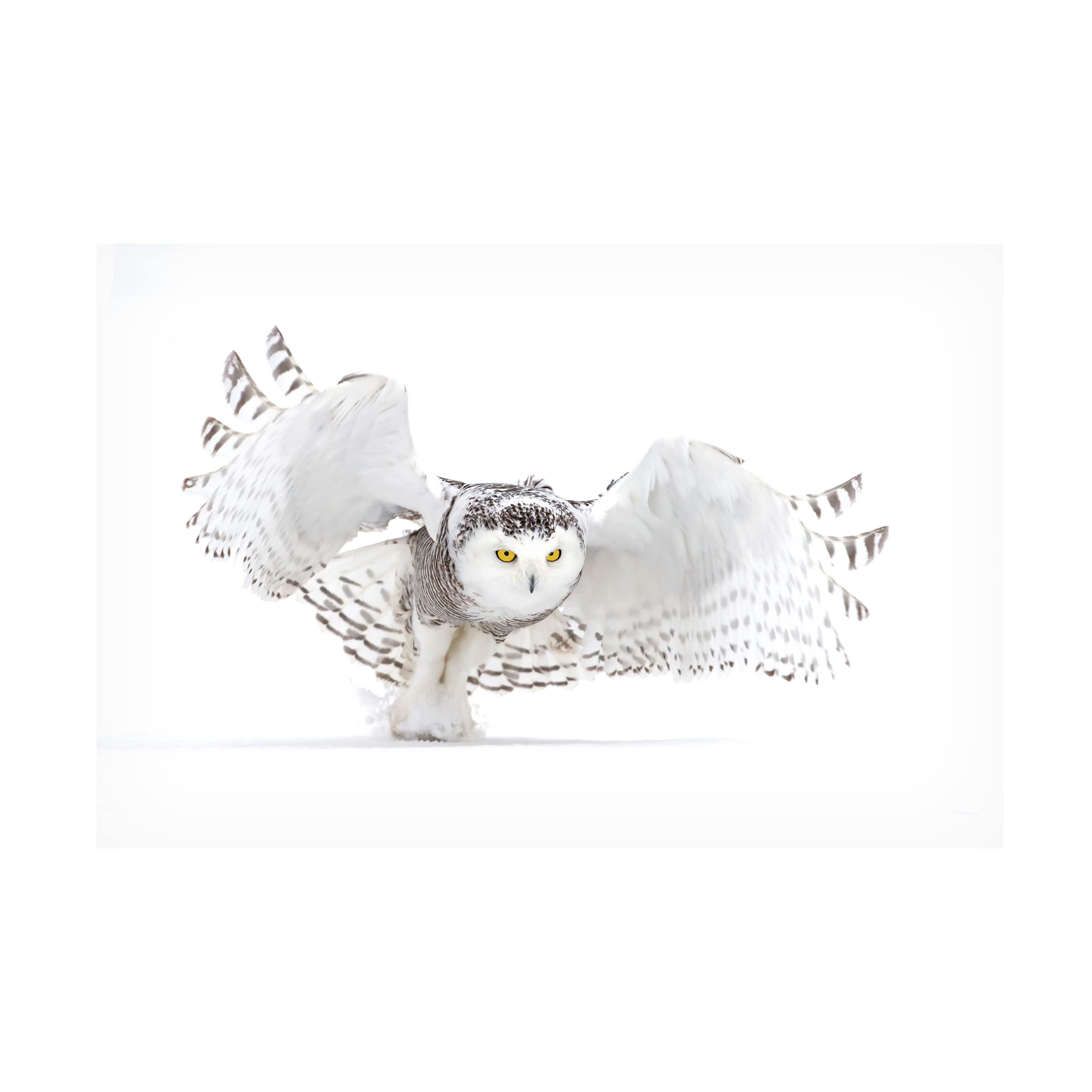 Trademark Fine Art 'Snowy Owl Jazz Wings' Canvas Wall Art by Jim Cumming - Perfect for Living Room, Bedroom & Office Decor