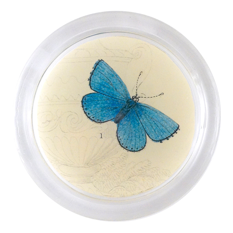 Adonis Male Butterfly Specimen - 19th Century Naturalist Collection - Perfect for Entomology Displays & Victorian Era Decor