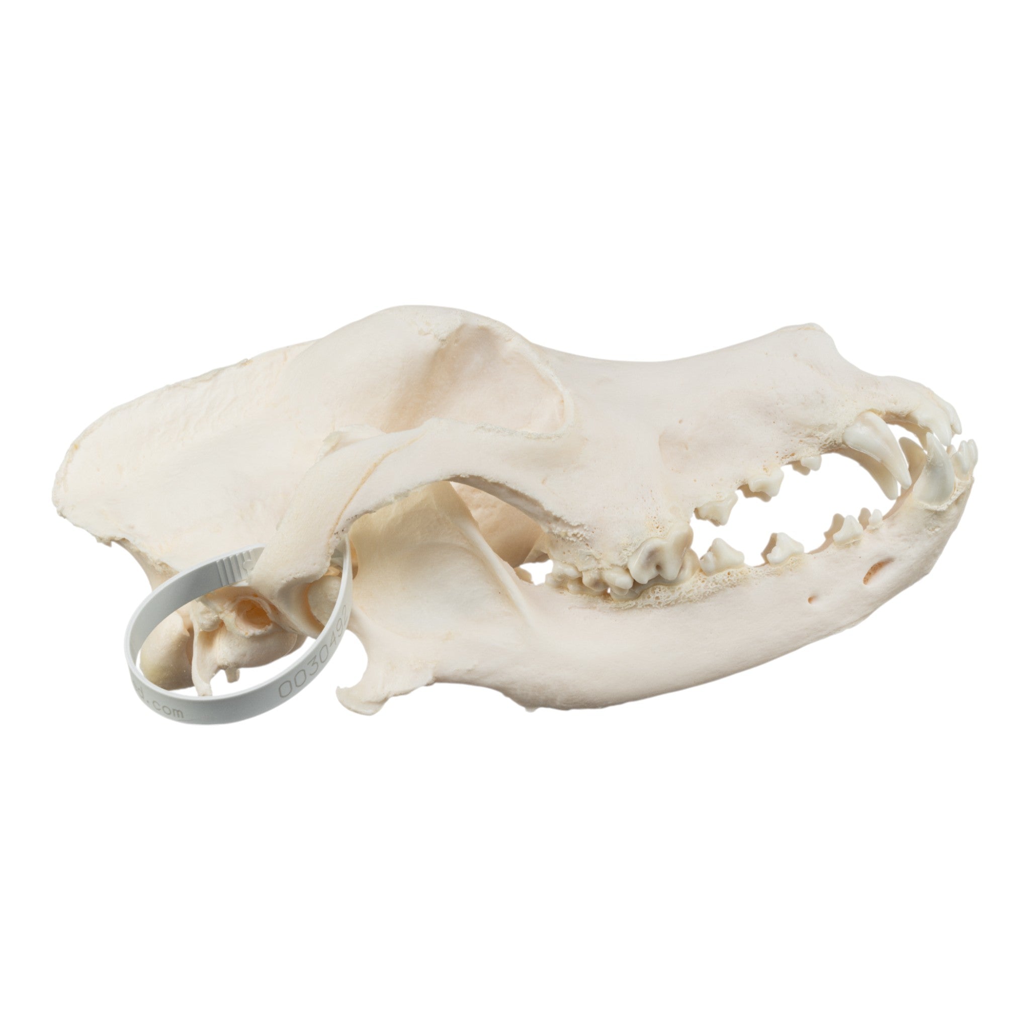 Authentic Domestic Dog Skull - Great Dane Canine Specimen for Veterinary Study, Taxidermy & Educational Use | Perfect for Science Classrooms, Oddity Collectors & Halloween Decor