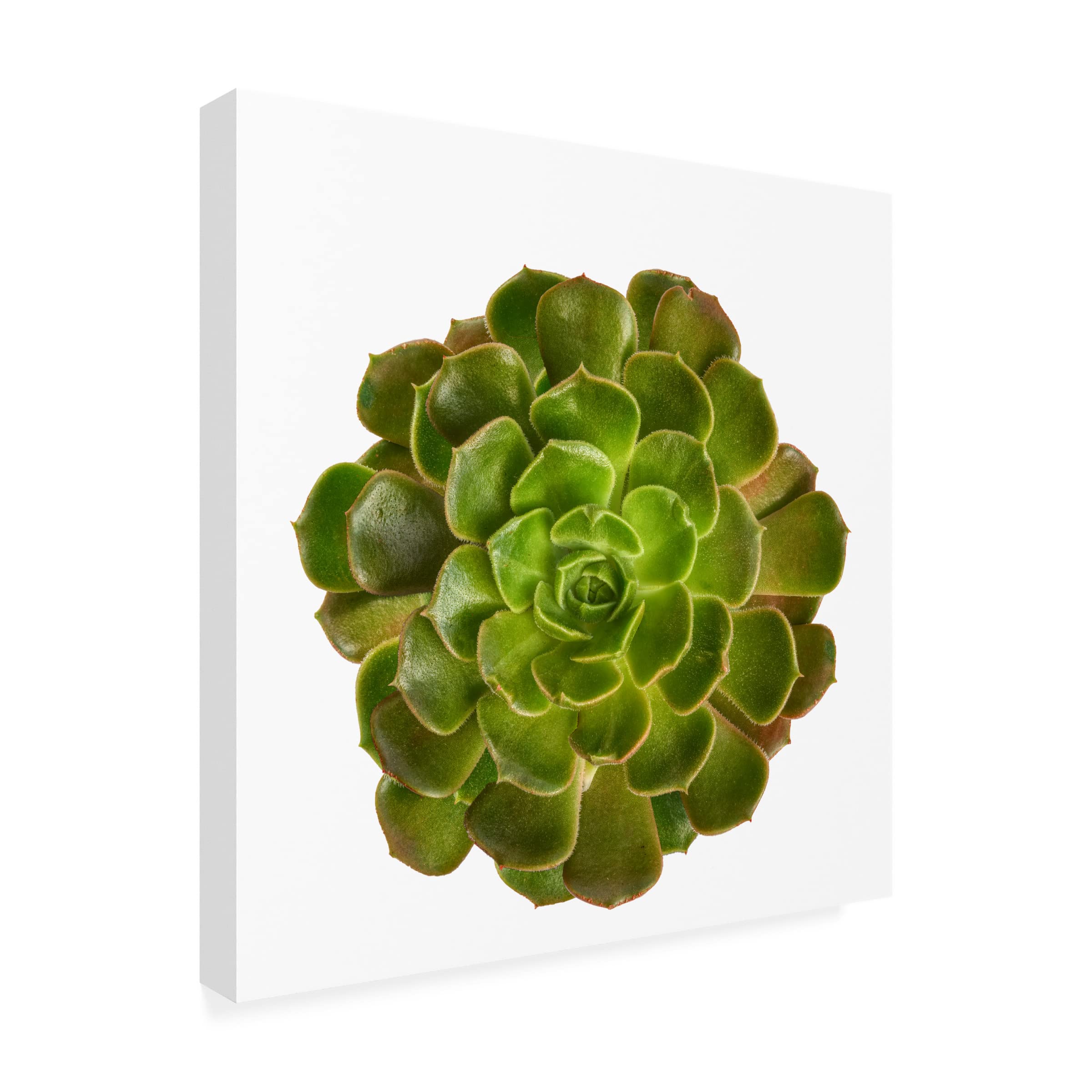 Trademark Fine Art 'Succulent Cut Out 04' Canvas Wall Art by Cora Niele - Modern Botanical Decor for Living Room, Bedroom & Office
