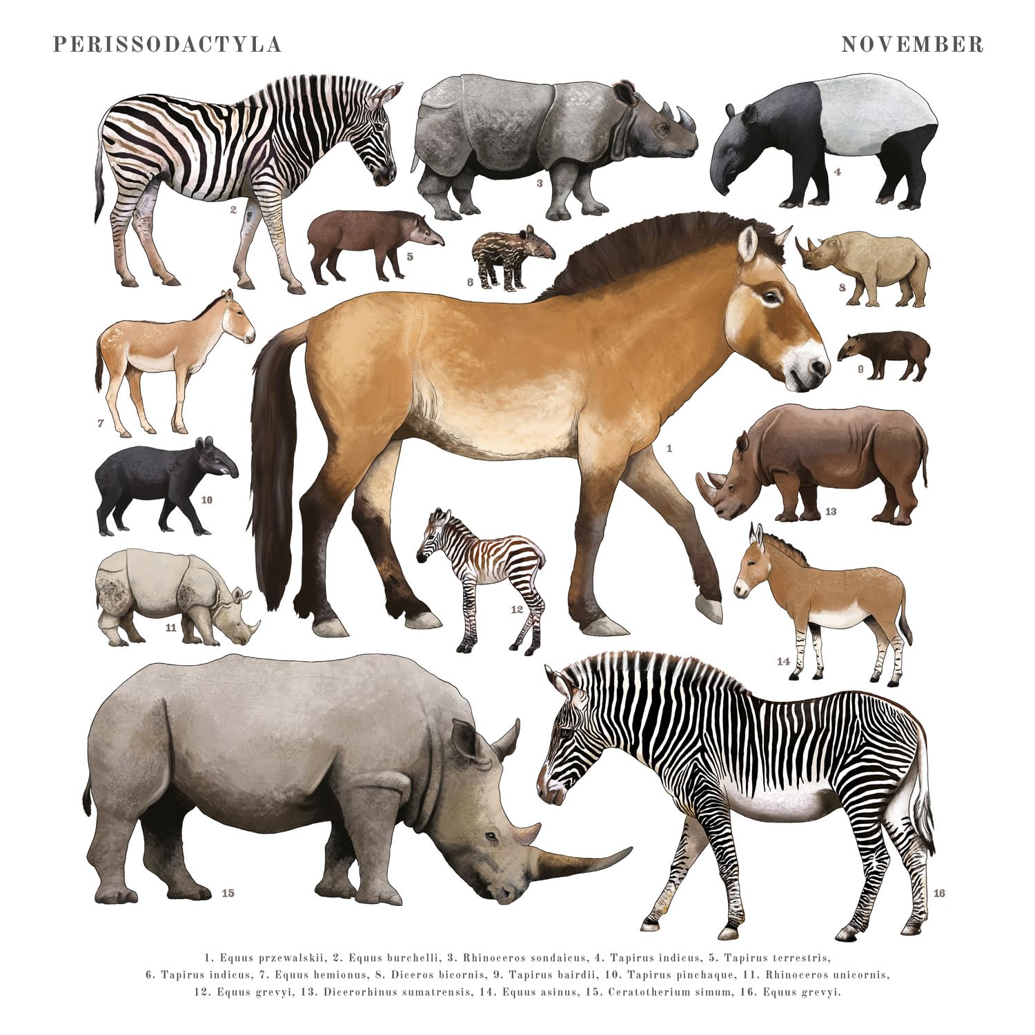 2024-2025 Animal Wall Calendar - 16 Month Hanging Planner (September 2024 to December 2025) - 12x12 Inch Monthly Calendar for Home, Office & Classroom Decor - Perfect Gift for Animal Lovers