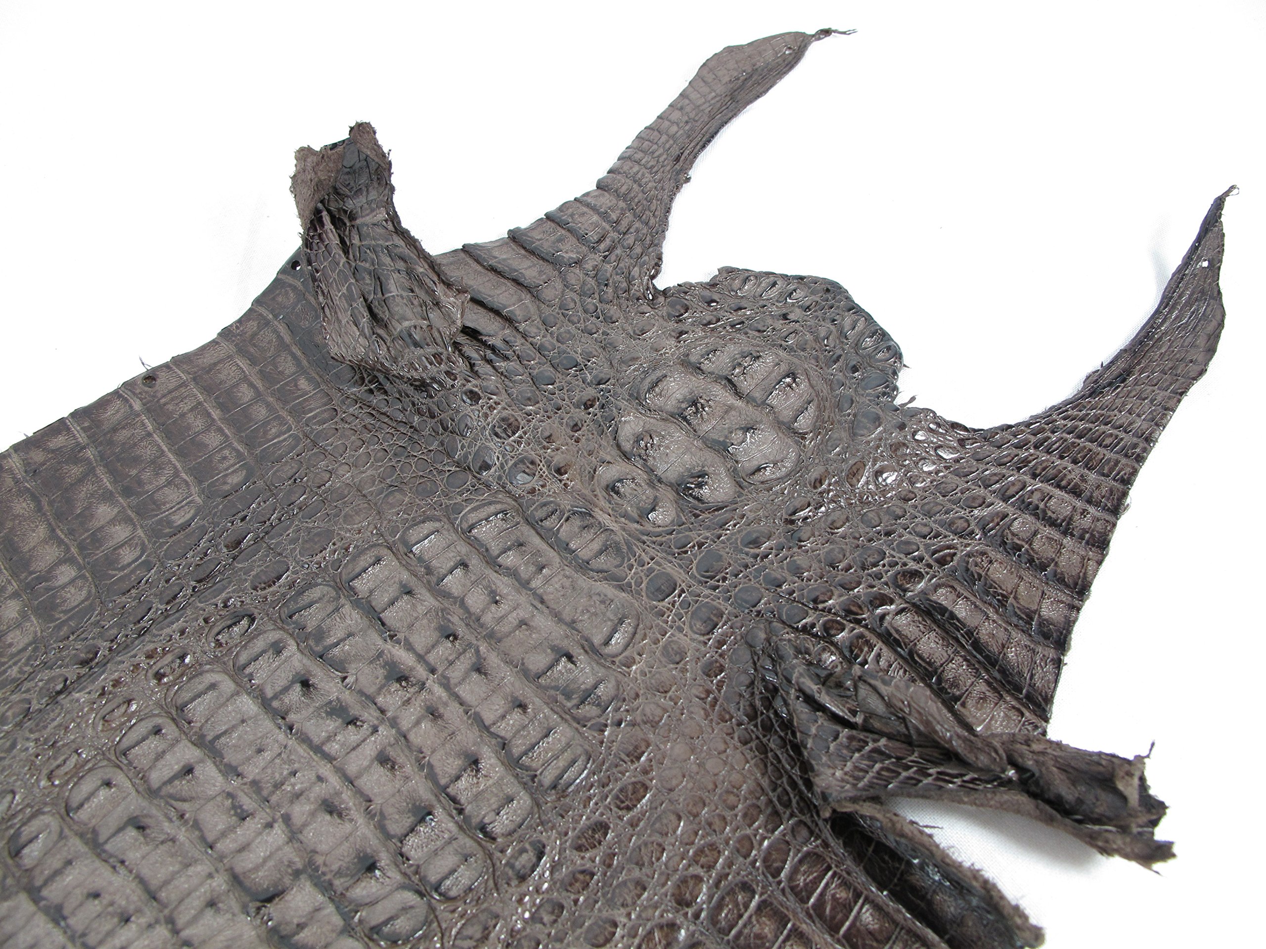 Genuine Crocodile Caiman Hornback Skin Leather Hide - Chocolate Brown (9