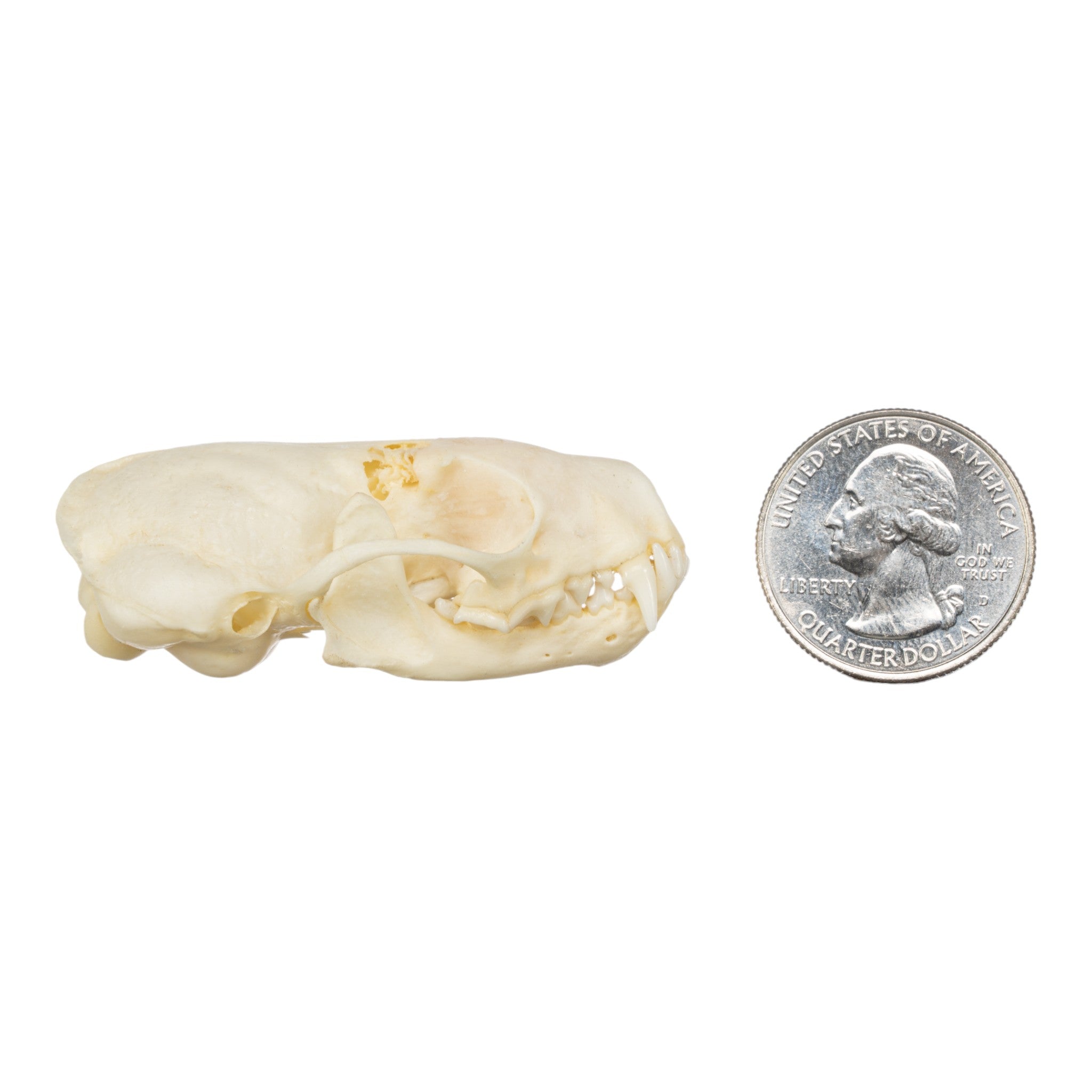 Authentic Western Spotted Skunk Skull - Taxidermy Specimen for Science Education, Oddity Collectors & Gothic Home Decor