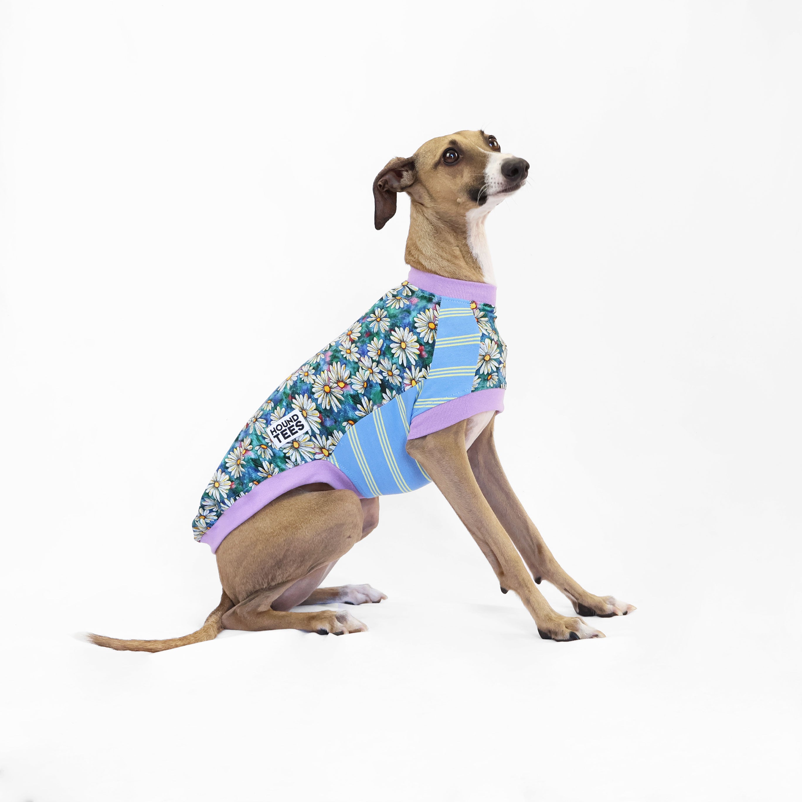 Whoopsie Daisy Italian Greyhound Sleeveless Dog T-Shirt - Comfortable Pet Apparel for Small Breeds, Perfect for Walks & Playtime