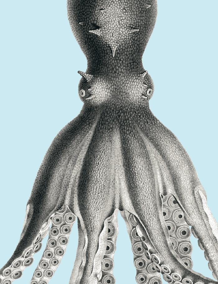 George The Octopus Wallpaper by Wallshoppe - Glacier Blue Peel & Stick Removable Wallpaper for Kids Room, Nursery, or Playroom Decor