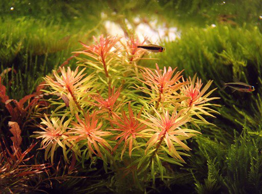 Dennerle Ludwigia Inclinata Var. Verticillata - Live Aquarium Plant for Freshwater Fish Tanks - Perfect for Aquascaping and Aquatic Plant Decoration