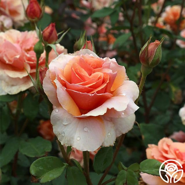 Sunbelt® Soul Sister™ Floribunda Rose Bush - Live Heirloom Roses for Outdoor Planting | Perfect for Gardens, Landscaping & Gifting