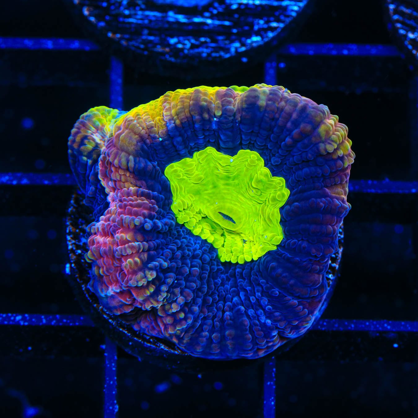 Dragon Soul Favia Coral for Saltwater Aquariums - Vibrant Coral for Reef Tanks & Marine Aquascaping