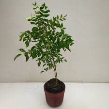 Sweet Neem & Curry Leaf Plant (Murraya Koenigii) - Fresh Organic Herbs for Cooking, Ayurvedic Remedies & Home Gardening - Perfect for Indian Cuisine, Herbal Tea & Natural Skincare