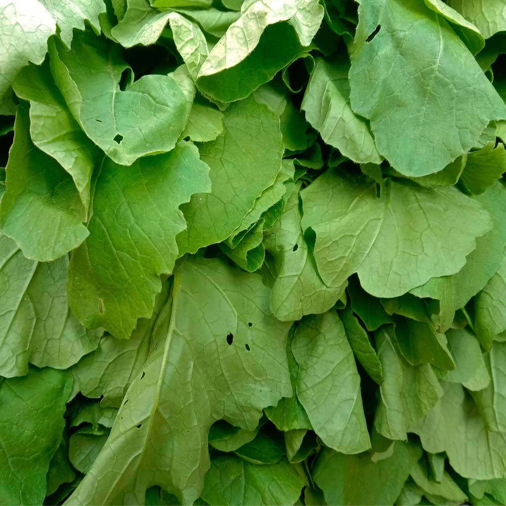 Florida Broadleaf Mustard Greens Seeds - 1000 Non-GMO Seeds for Planting - Fast Growing, Heirloom Variety - Perfect for Home Gardens, Salads & Stir-Fry Dishes