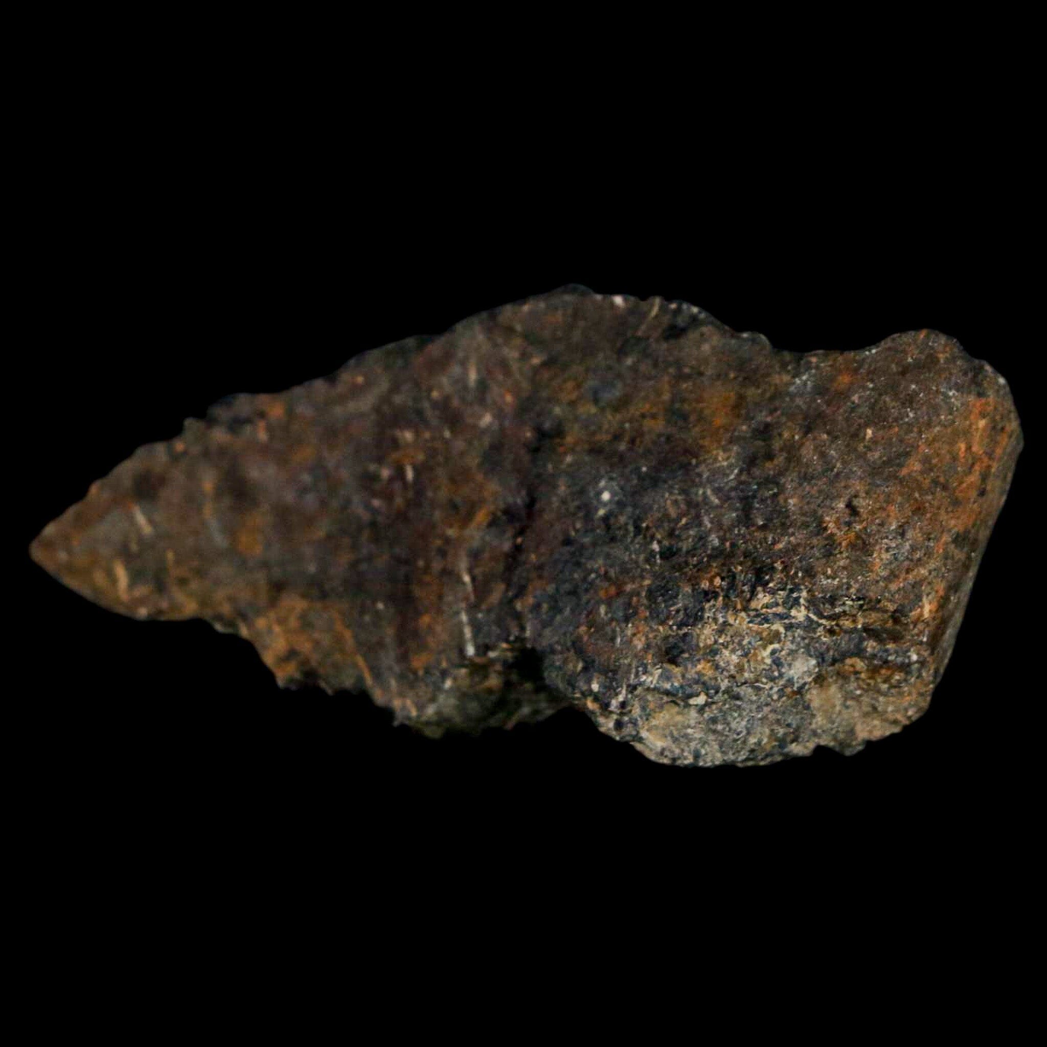 Authentic 2 Stegosaurus Fossil Bones from Morrison Formation, Wyoming - Jurassic Age Dinosaur Fossils with COA - Perfect for Paleontology Collectors & Dinosaur Enthusiasts
