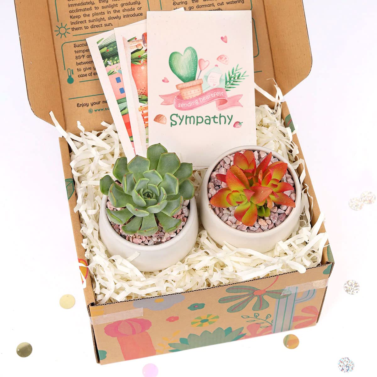 2 Pack Succulent Gift Box with Birthday Greeting Card - Perfect for Housewarming, Anniversary & Office Decor