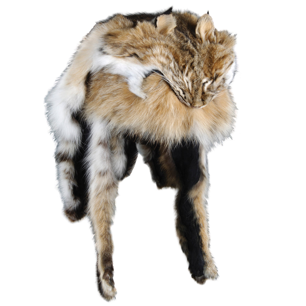 Bobcat