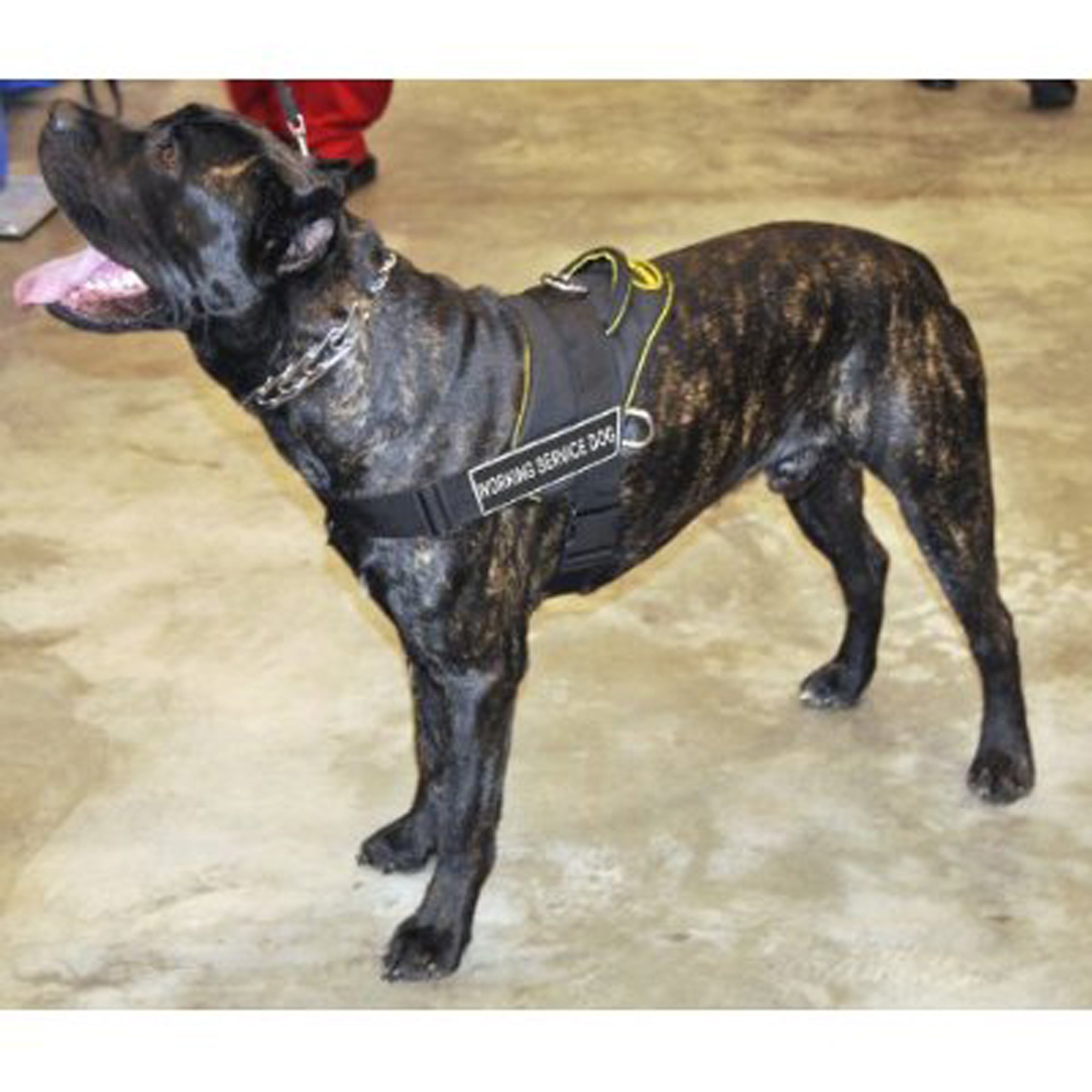 DT Fun Works Service Dog Harness - Large (32-42 Inch Girth) Black & Yellow Adjustable Vest for Working Dogs - Perfect for Training, Therapy & Outdoor Activities