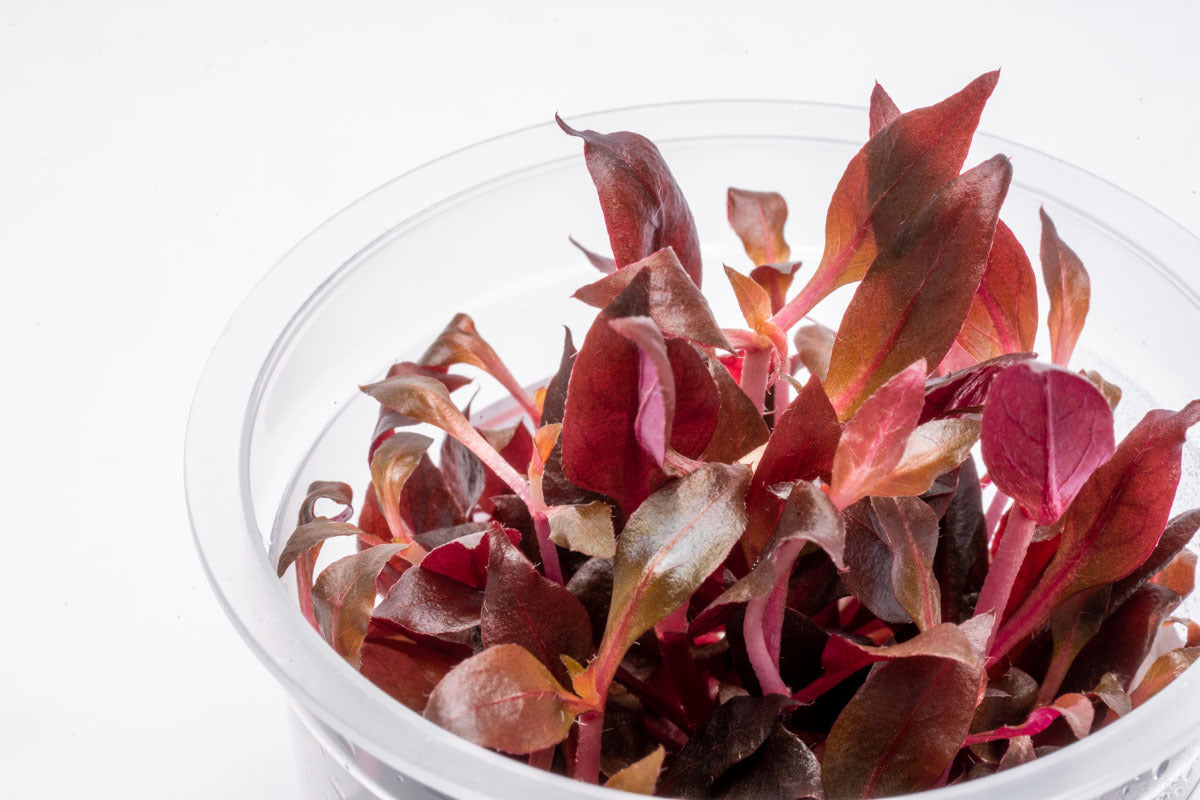 Alternanthera Rosaefolia Aquatic Plant for Aquariums - Live Freshwater Plant for Fish Tanks, Aquascaping & Aquatic Gardens