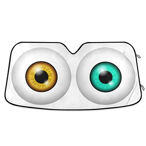 Human Eyeball