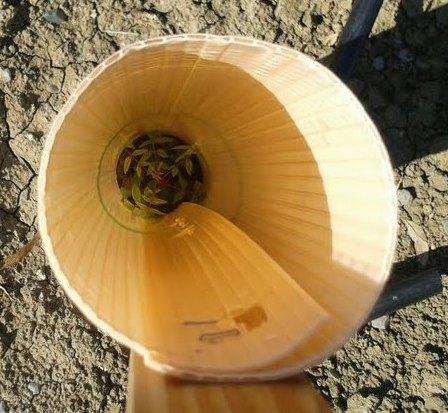 Tree Grow Tubes for Saplings - Plant Protection & Growth Support | Ideal for Gardening, Landscaping, and Orchard Care
