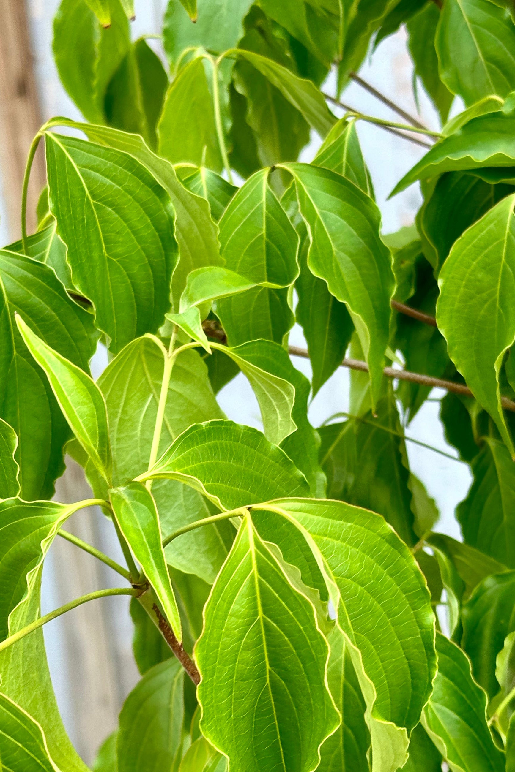 Kousa Dogwood Tree (Cornus kousa) - #7 Container Size - Beautiful Flowering Ornamental Tree for Landscaping, Gardens & Backyard Privacy Screens