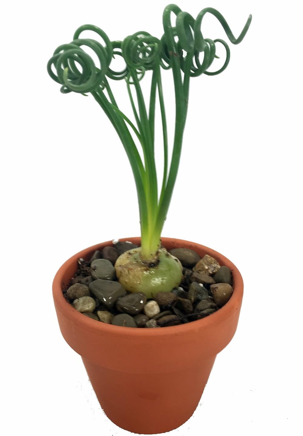 Albuca Spiralis (Frizzle Sizzle Plant) - 2 Live Bulbs - Rare Succulent Houseplant for Indoor Decor, Office Desk, or Gift Idea