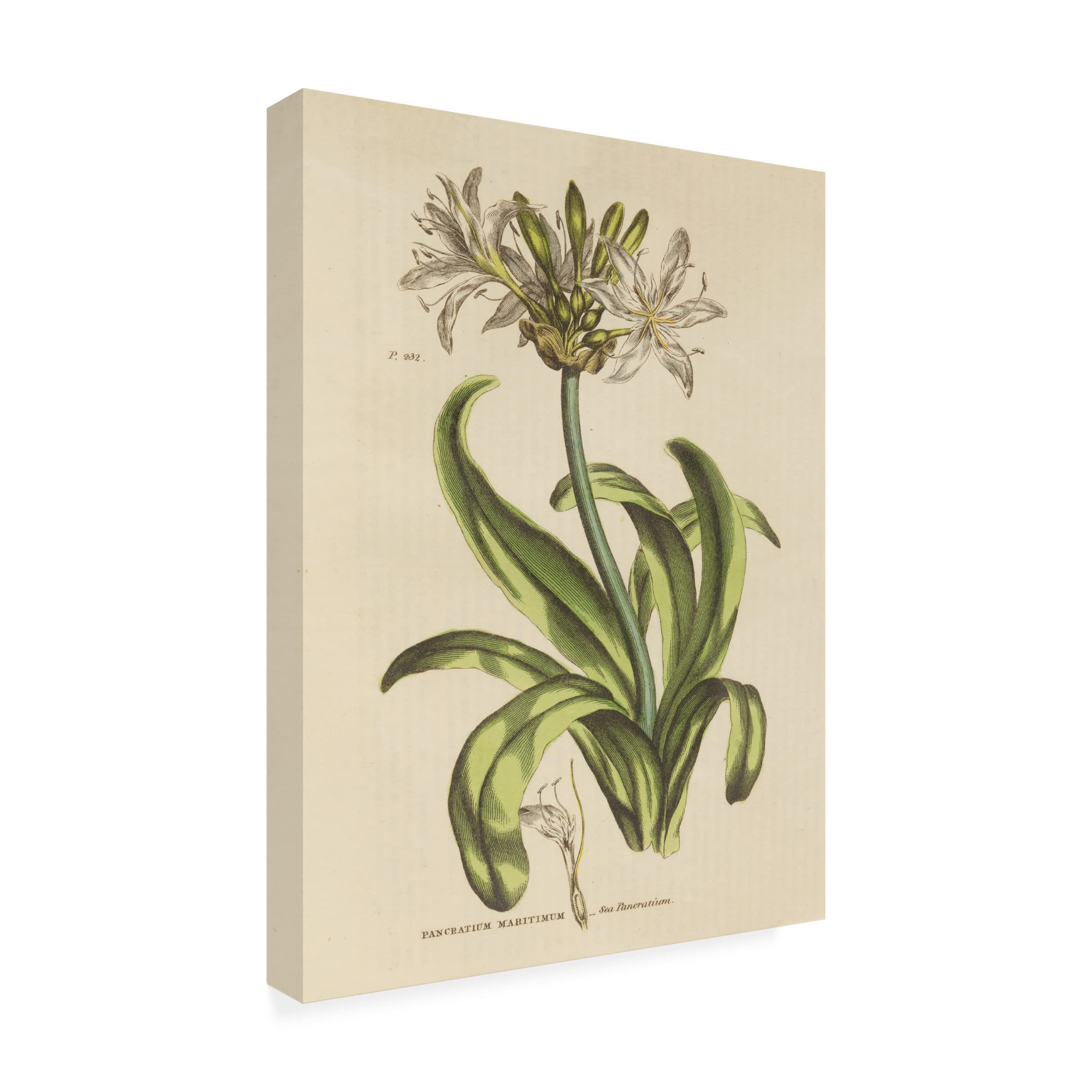 Trademark Fine Art 'Herbal Botanical XX' Canvas Wall Art Print by Wild Apple - Nature Inspired Home Decor for Living Room, Bedroom & Office