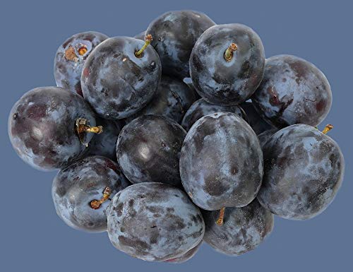 20x30 Inch Laminated Fruit Growing Poster - Vibrant Plum & Stone Fruit Illustration for Kitchen Decor, Garden Shed, or Classroom - Durable Home & Office Wall Art