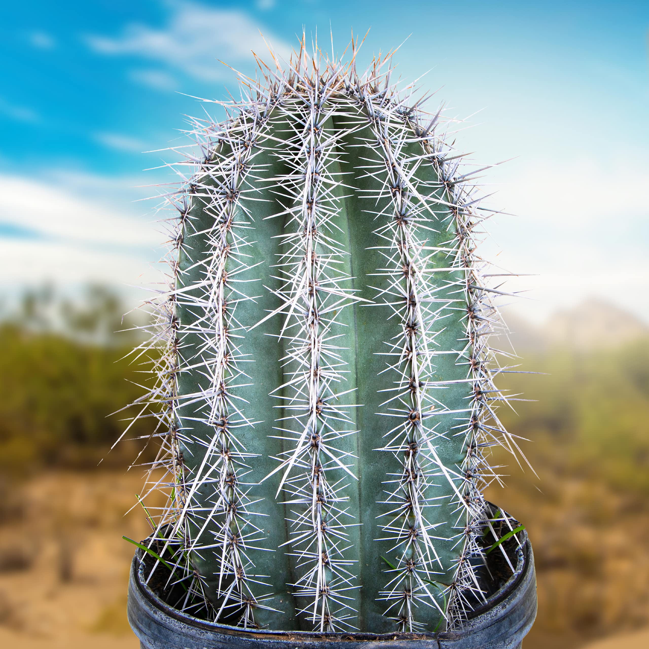 Live Saguaro Cactus Plant - 3 Feet Tall Large Outdoor Cactus for Desert Landscaping & Xeriscape Gardens | Drought-Tolerant Succulent for Home Decor, Office, or Patio