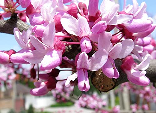 Judas Tree Bonsai Seeds (Cercis Siliquastrum) - 15 European Redbud Flowering Seeds for Planting, Beautiful Pink Sakura-Like Blooms - Perfect for Home Gardens, Bonsai Cultivation, and Romantic Landscaping