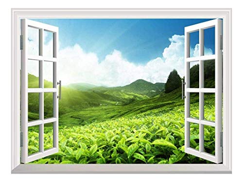 Tea Plantation
