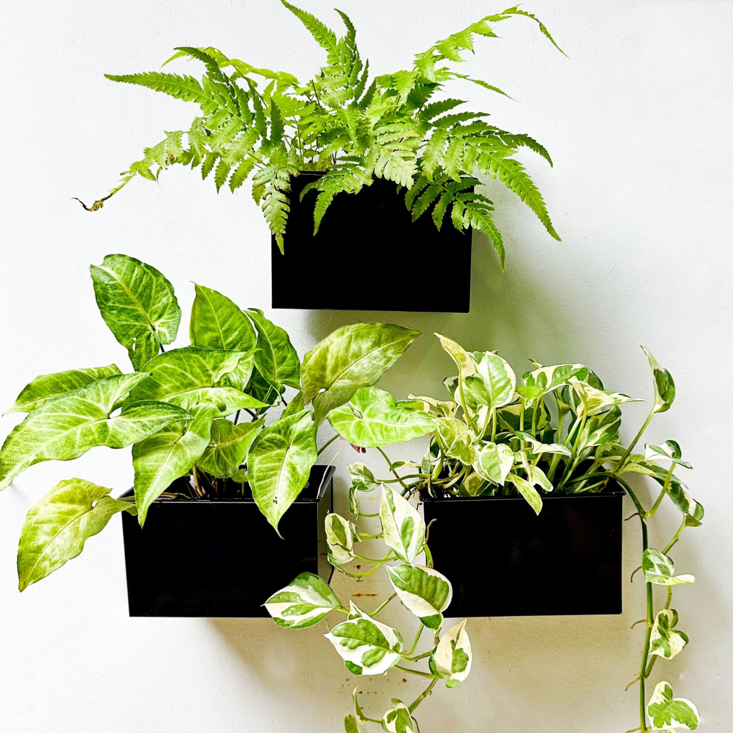 LaLaGreen Wall Planter Set (3 Pack, 6 Inch) - Black Rectangular Hanging Metal Flower Pots for Succulents, Air Plants & Herbs | Indoor/Outdoor Window Box, Fence Decor, Floating Garden Shelf for Deck, Patio & Home Decor