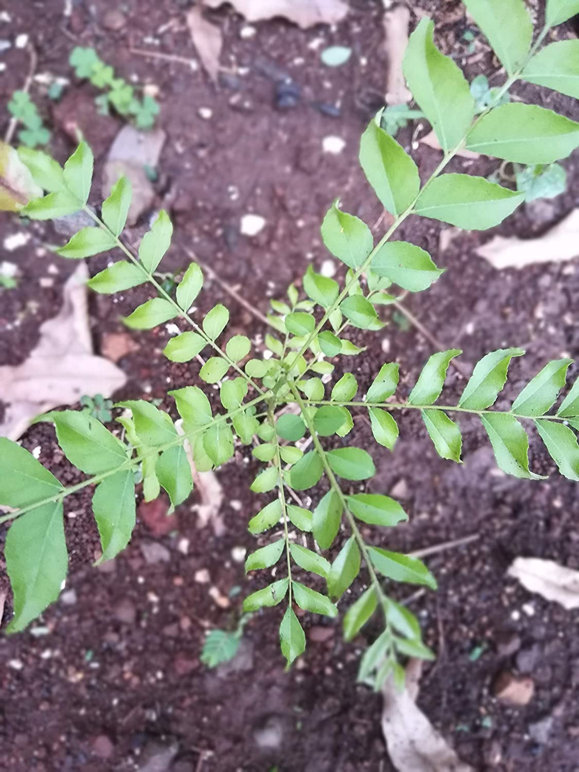 Buy Fresh Koenigii Curry Leaf Kadi Patta Live Plant for Cooking - Perfect for Indian Cuisine, Home Gardens & Herbal Remedies