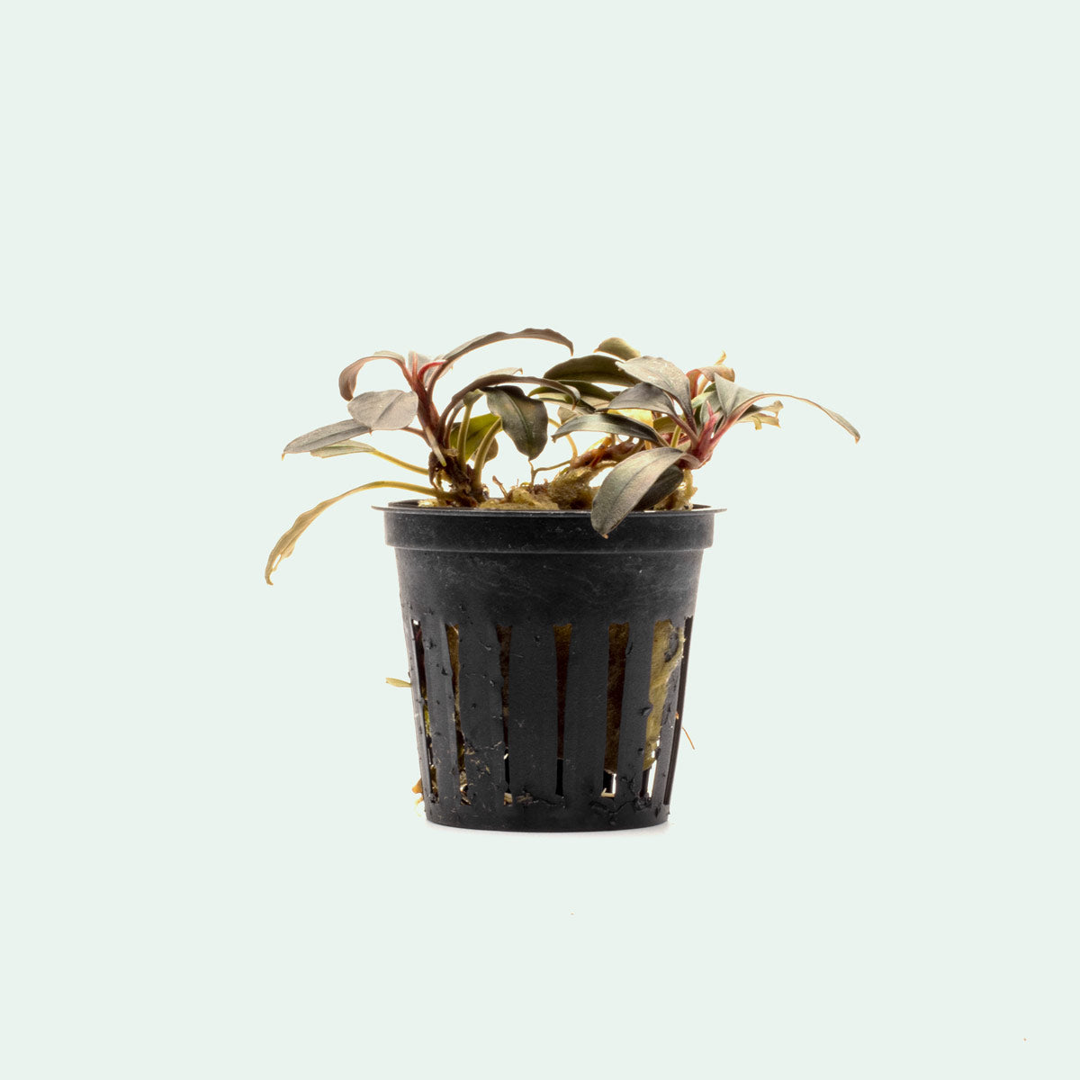 Bucephalandra Kedagang Round Live Aquarium Plant for Fish Tank - Perfect for Aquascaping & Shrimp Tanks