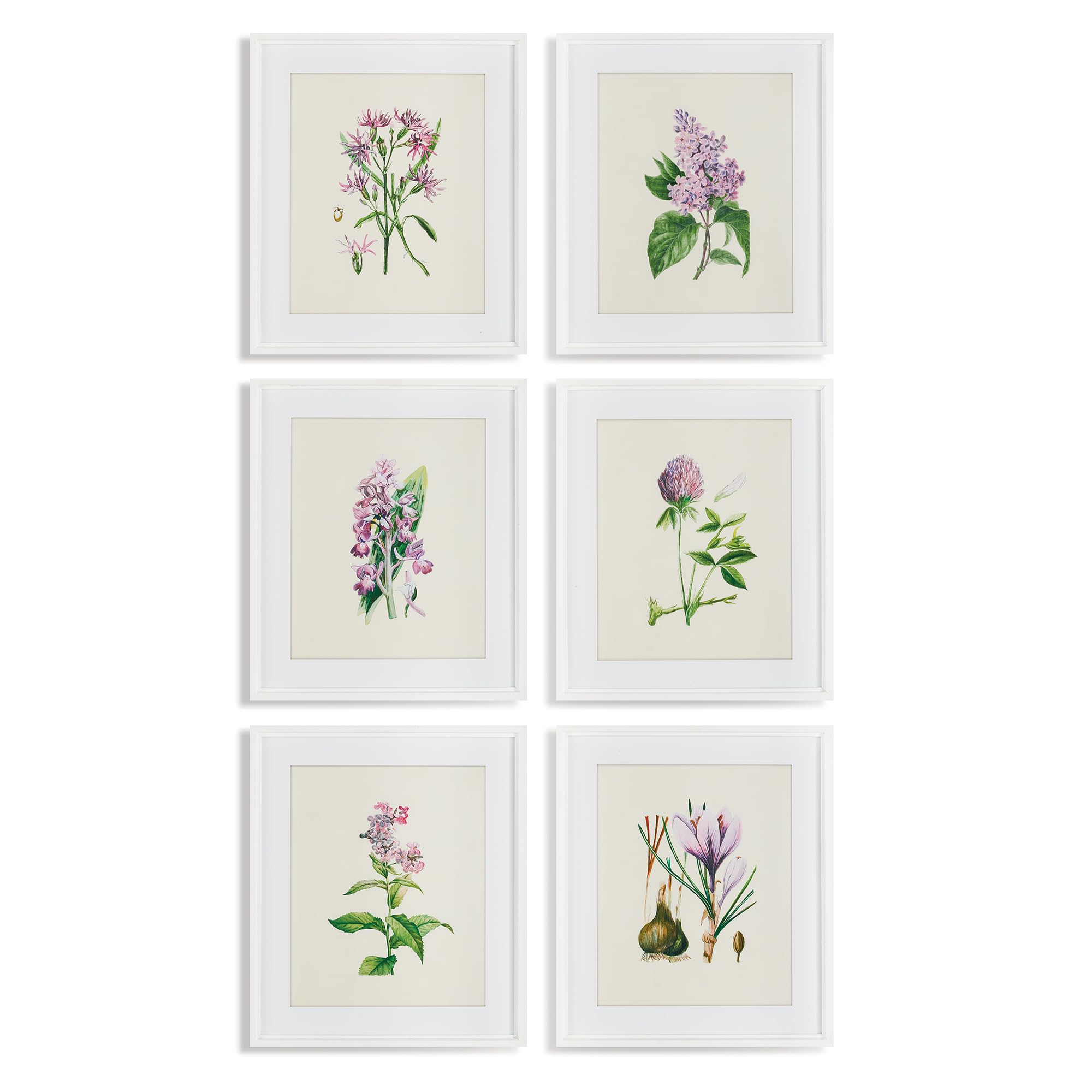 Napa Home & Garden Flower Study Prints - Set of 6 Vibrant Multicolor Botanical Artworks for Wall Decor | Perfect for Living Room, Bedroom, Office & Home Decor