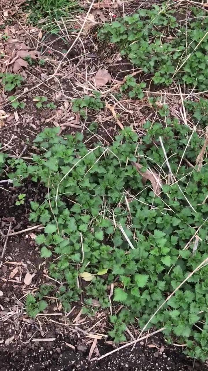 Organic Stinging Nettle Plant (Urtica dioica) - Live Medicinal Herb in 2.5