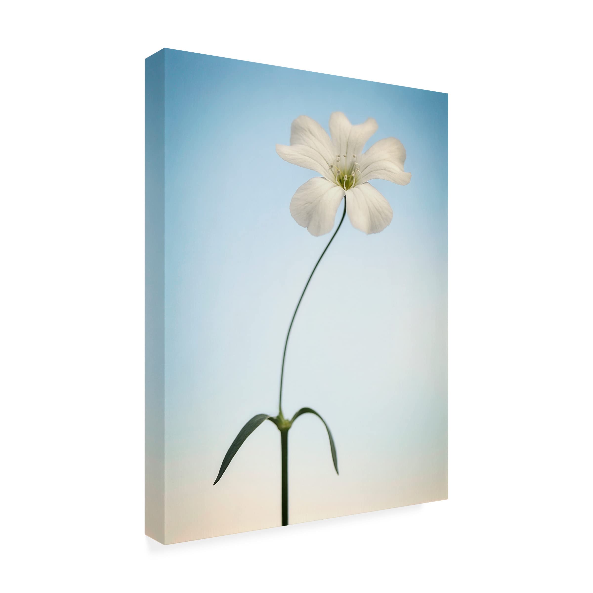 Trademark Fine Art 'Tiny White' Canvas Wall Art by Lotte Grønkjær - Minimalist Scandinavian Home Decor for Living Room, Bedroom & Office