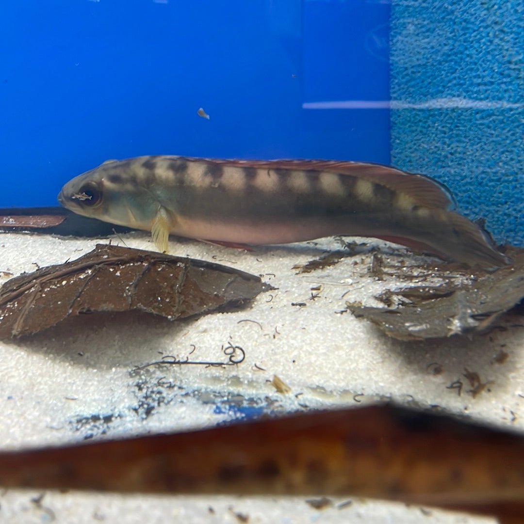 Crenicichla Rosemariae - Live Freshwater Fish for Aquarium - Perfect for Tropical Fish Tanks & Aquatic Enthusiasts