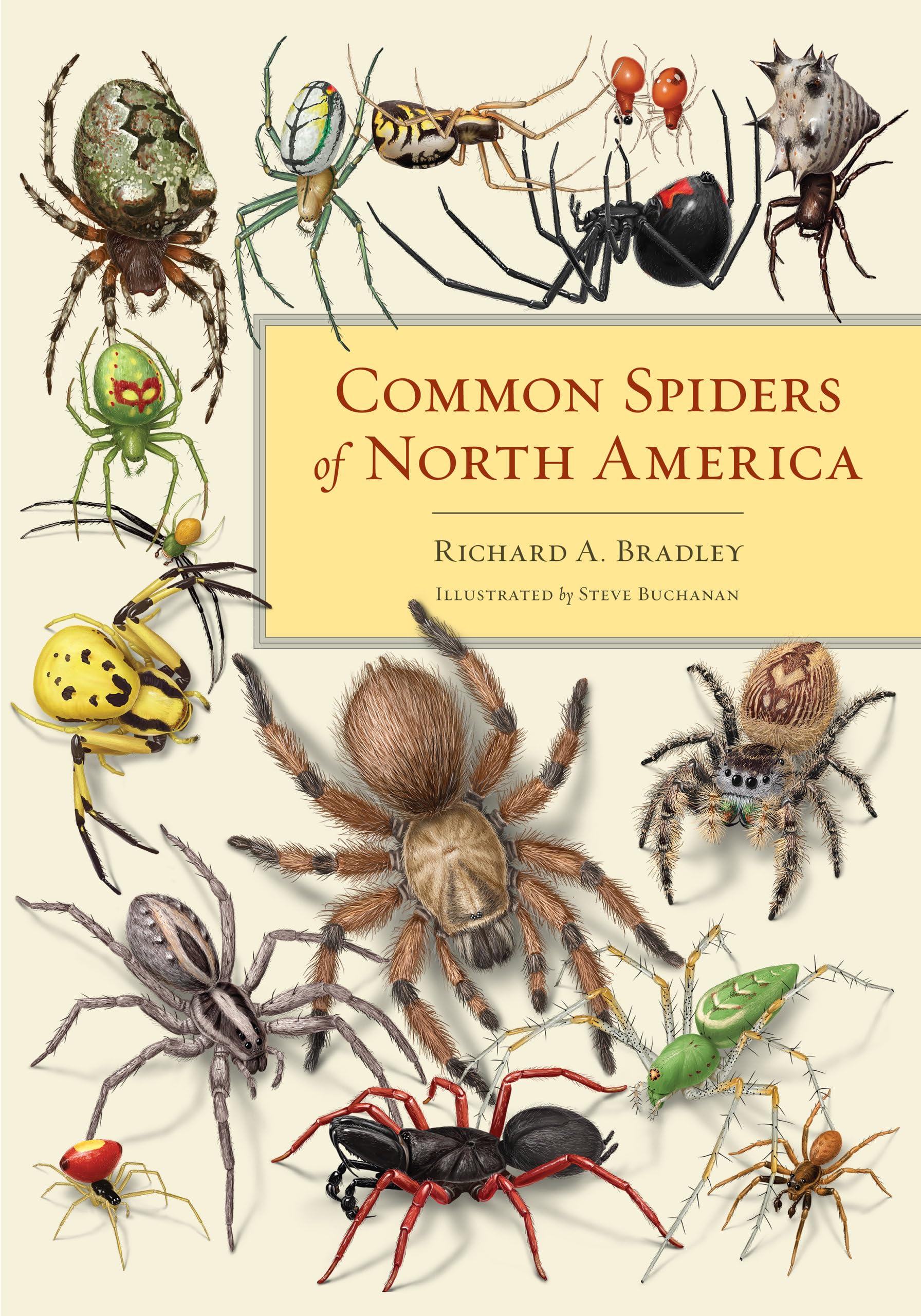 Common Spiders of North America: Identification Guide & Species List | Perfect for Nature Enthusiasts & Outdoor Explorers
