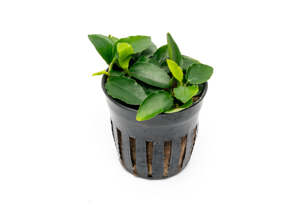 Anubias Nana Long Wavy Live Aquarium Plant - Easy Low Light Freshwater Aquatic Plant for Fish Tanks, Aquascaping & Nano Tanks