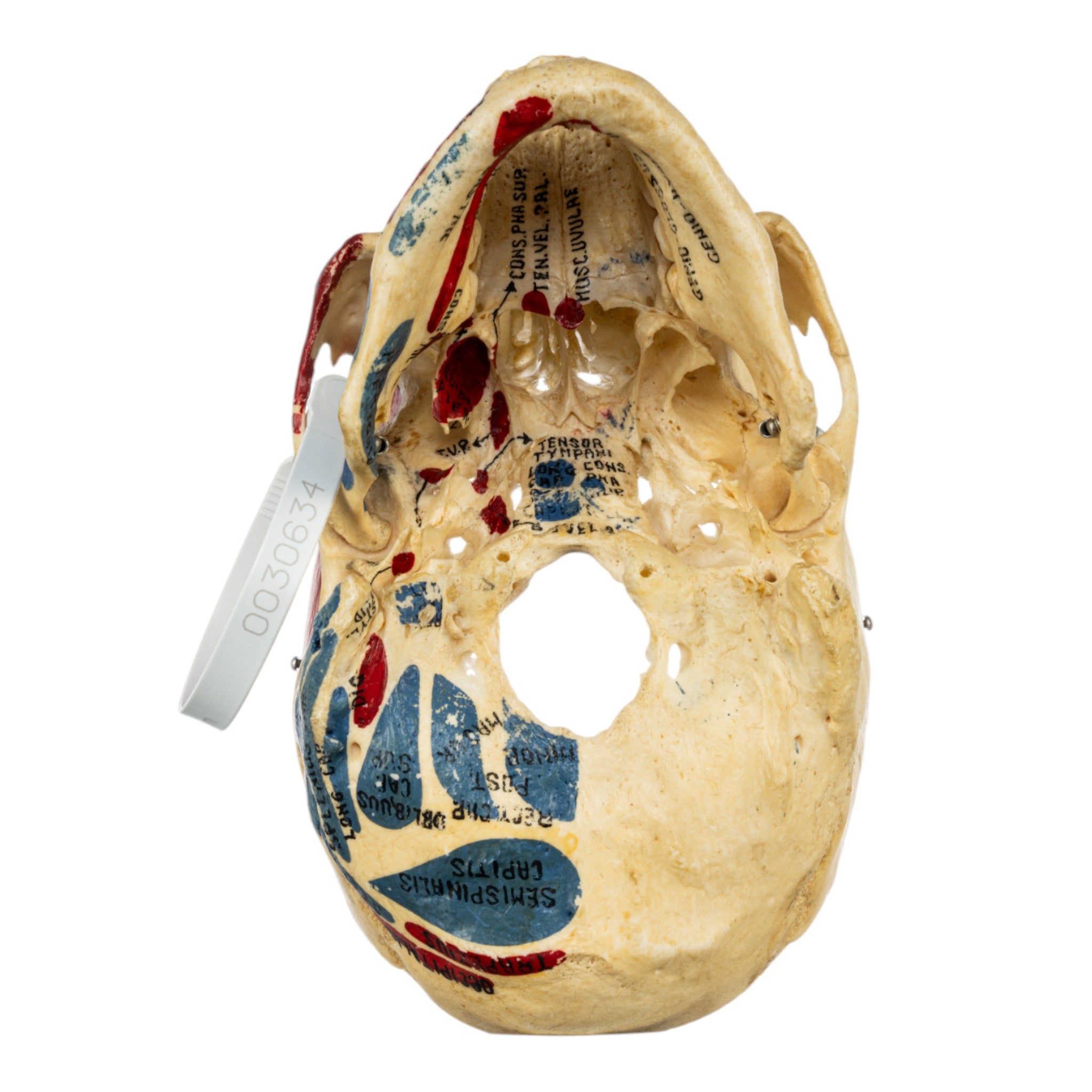 Authentic Real Human Skull - Partial Bone Fragment with Artistic Painting | Gothic Decor, Halloween Props, Medical Study Specimen