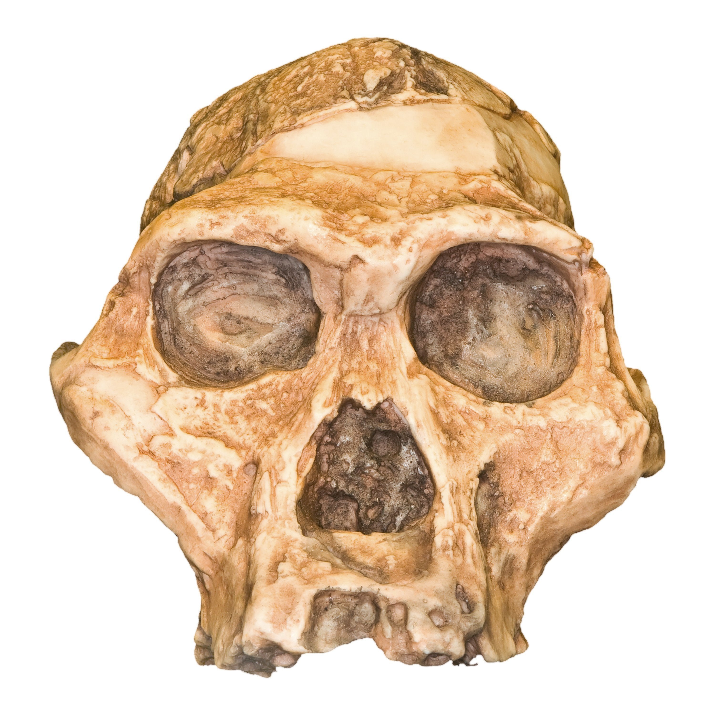 Authentic Replica Mrs. Ples STS 5 Skull - Fossil Hominid Skull Model for Education, Museum Display & Paleontology Study