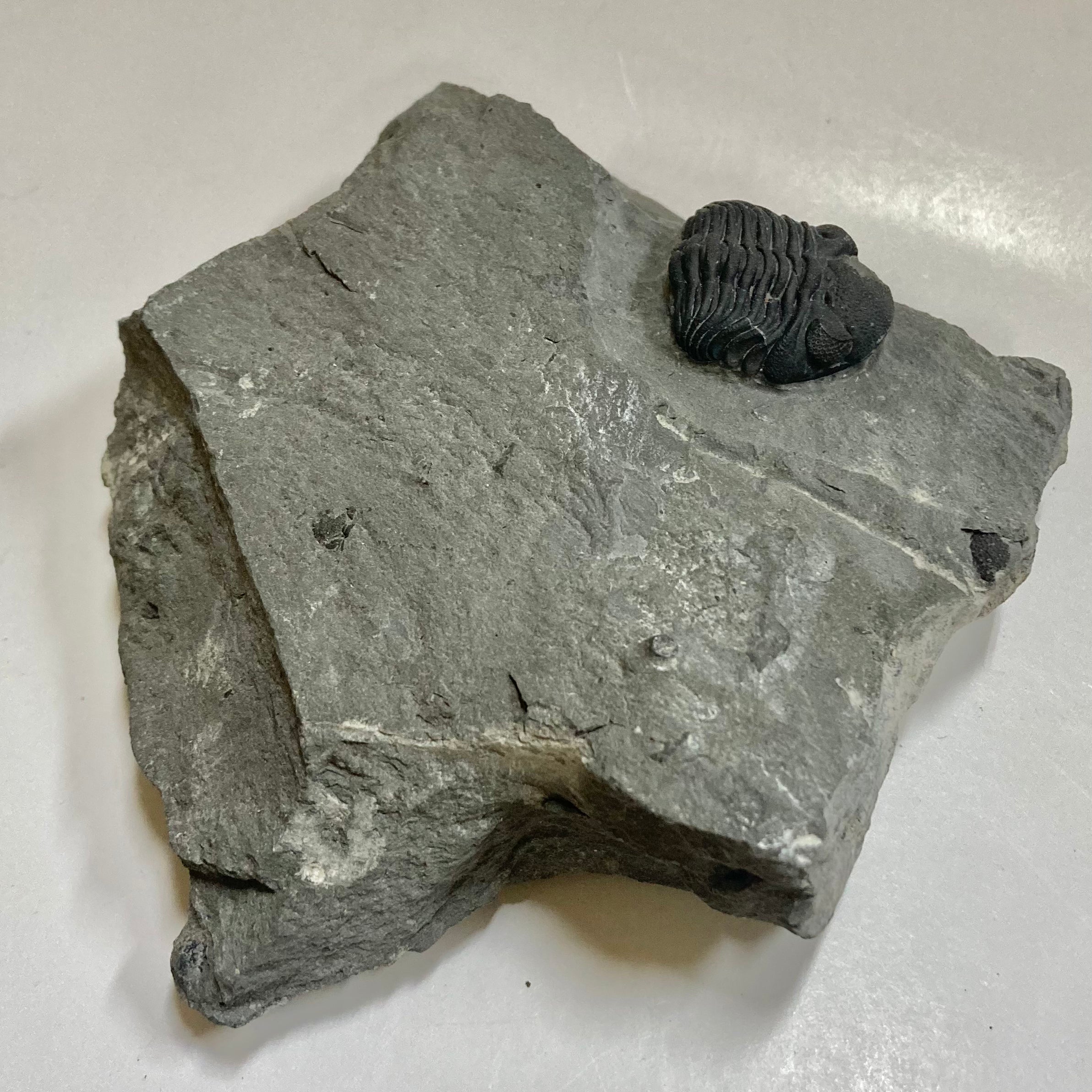 Eldredgeops [Phacops] Rana Trilobite Fossil - Rare Devonian Era Specimen for Collectors & Paleontology Enthusiasts | Perfect for Display, Education & Gifts