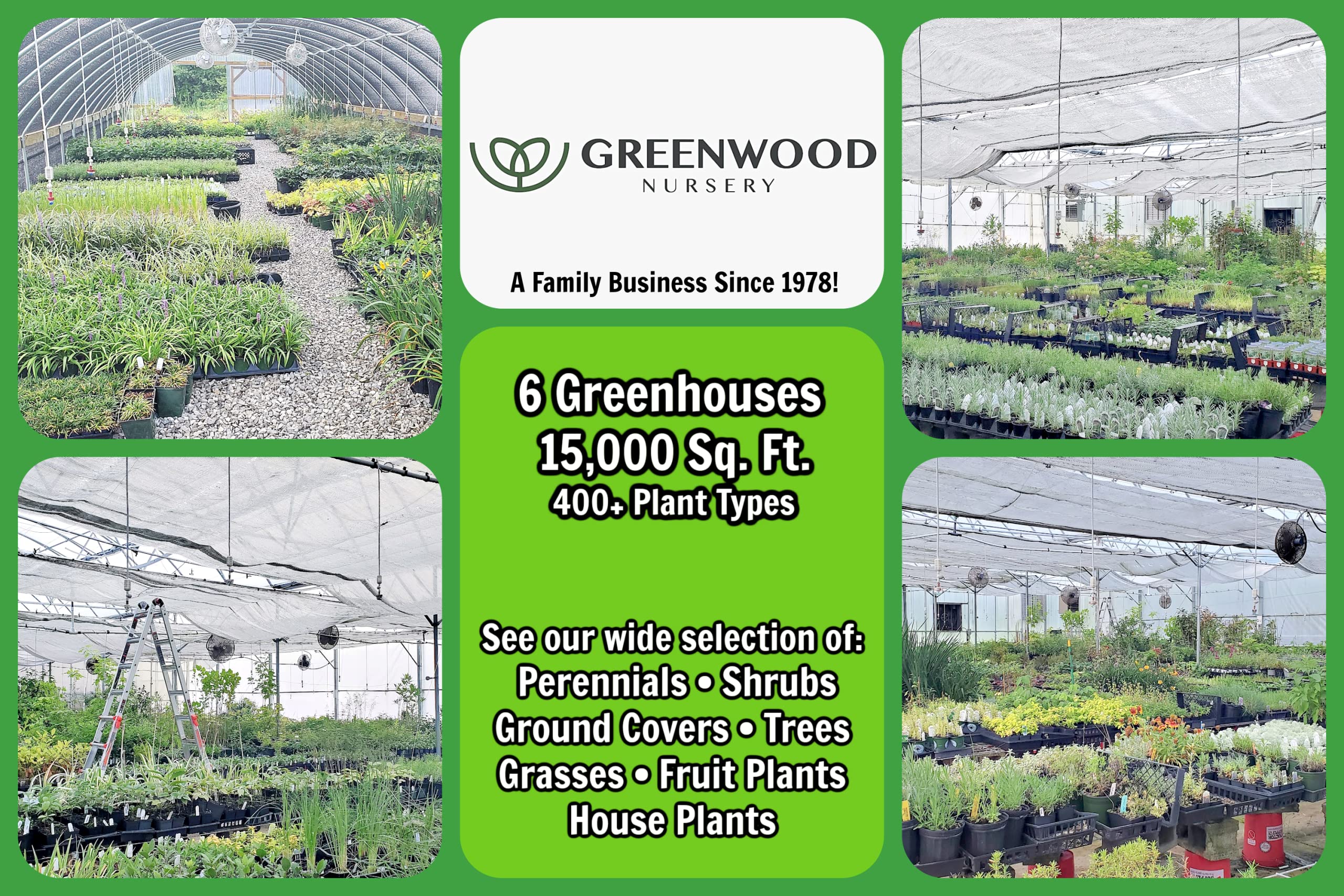 American Pillar Arborvitae & Thuja Occidentalis Live Trees - 10 Quart Pots | Fast-Growing Privacy Hedge & Windbreak | Greenwood Nursery