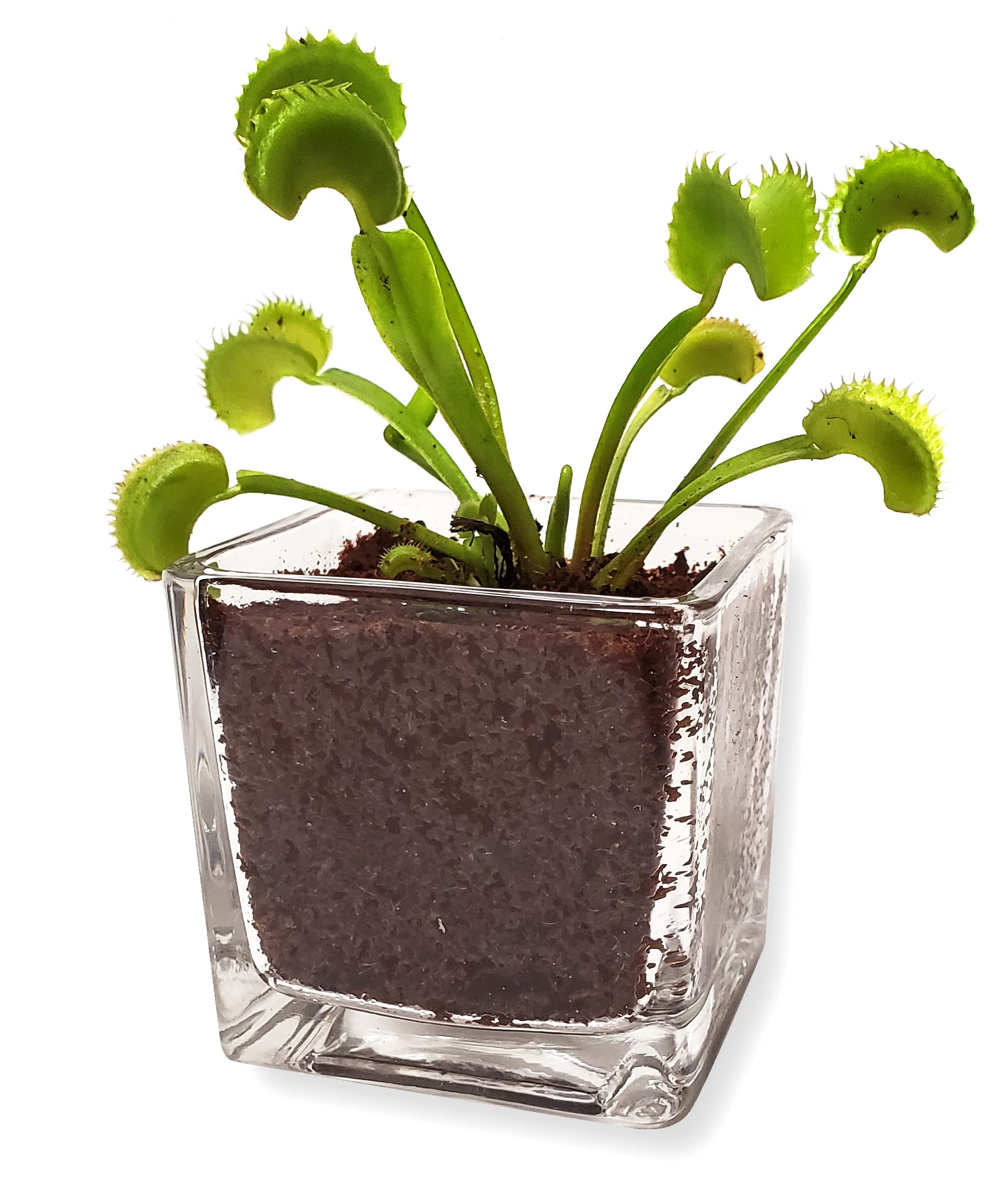 Live Venus Flytrap Plant Kit in 2.5