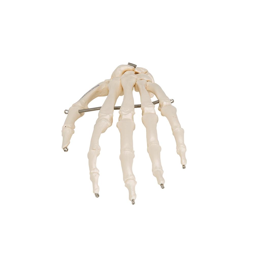 Hand Skeleton Wire Mounted - Anatomical Hand Model for Medical Education & Halloween Decor - Perfect for Classroom, Doctor Office, and Spooky Home Decor