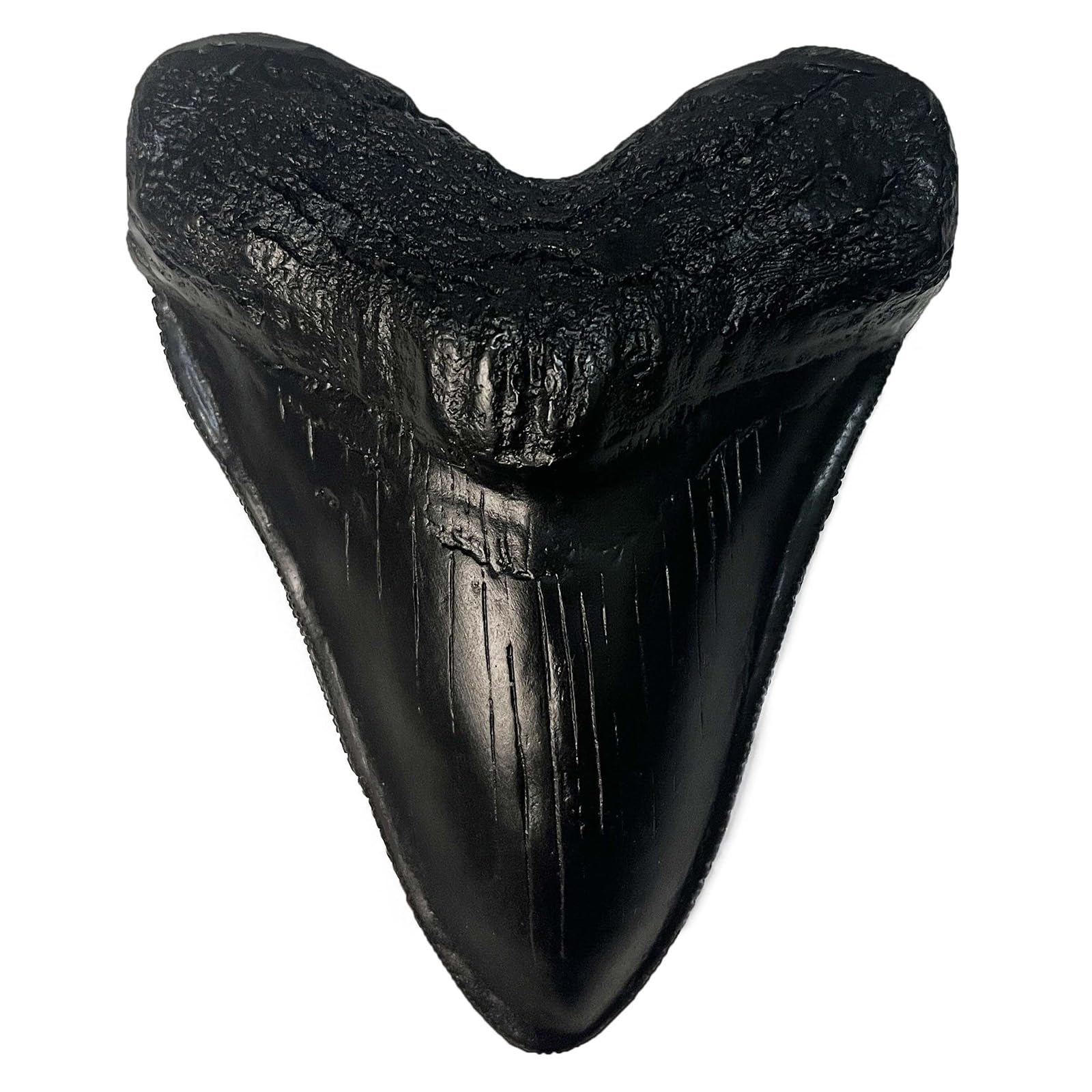 Authentic Carcharodon Megalodon Tooth Replica - 5.1 Inch Fossil Shark Teeth with Detailed Serrations - Black Collectible Specimen for Paleontology Enthusiasts & Home Decor Display